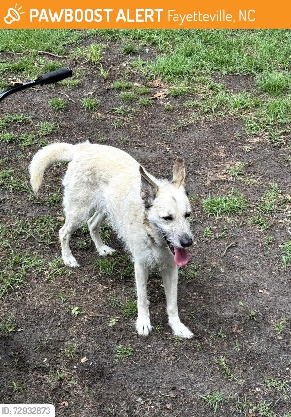 Found/Stray Female Dog last seen Cliffdale Rd and Hook Loop Rd, Fayetteville, NC 28314