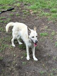 Found/Stray Female Dog last seen Cliffdale Rd and Hook Loop Rd, Fayetteville, NC 28314