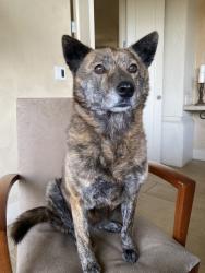 Reunited Female Dog last seen SW 36th Pl, Portland, OR 97219