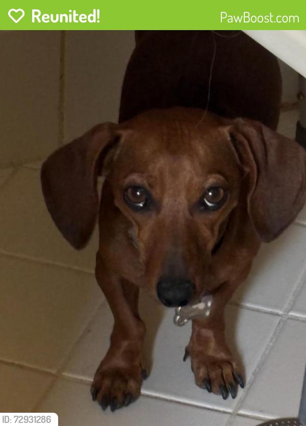 Reunited Female Dog last seen Rincon Rd. , Apple Valley, CA 92307