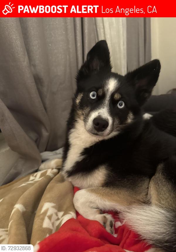 Lost Female Dog last seen Near Haddon Ave by library , Los Angeles, CA 91331