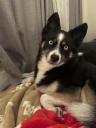 Lost Female Dog last seen Near Haddon Ave by library , Los Angeles, CA 91331