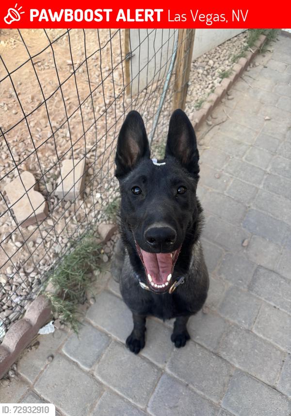Lost Female Dog last seen East Las Vegas Family Park, Las Vegas, NV 89110
