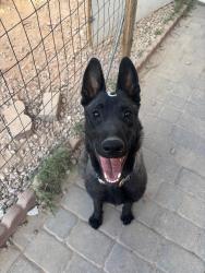 Lost Female Dog last seen East Las Vegas Family Park, Las Vegas, NV 89110