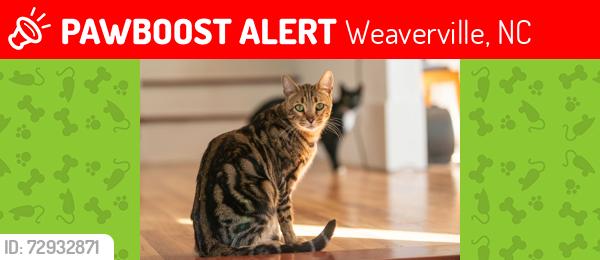 Lost Male Cat last seen Barnardsville Highway, Weaverville, NC 28787