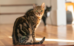 Lost Male Cat last seen Barnardsville Highway, Weaverville, NC 28787