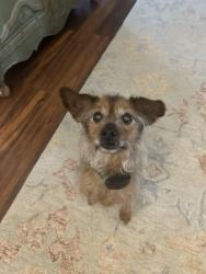Found/Stray Male Dog last seen Andover Rd and West Harry (Butler Co), Andover, KS 67002