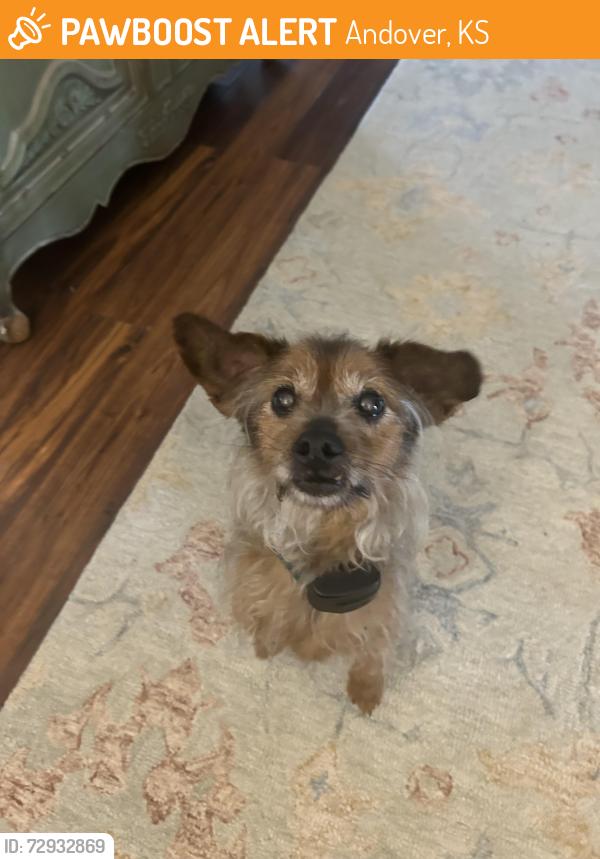 Found/Stray Male Dog last seen Andover Rd and West Harry (Butler Co), Andover, KS 67002