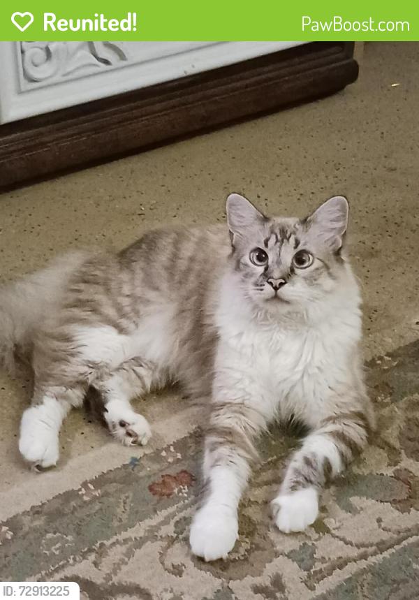 Reunited Male Cat last seen Pfeiffer Rd, Kendall County, TX 78006