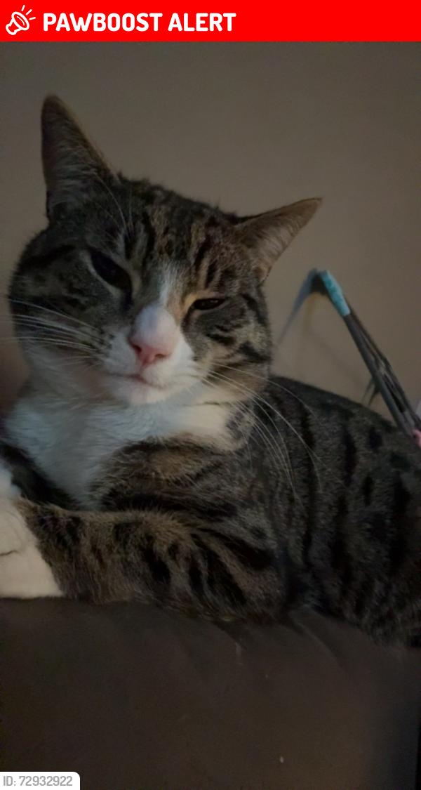 Lost Male Cat last seen Waitrose, Pontprennau, Wales CF23 8AY