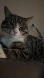 Lost Male Cat last seen Waitrose, Pontprennau, Wales CF23 8AY