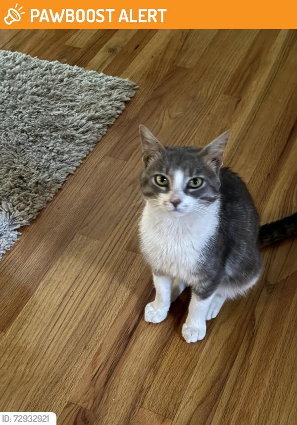 Found/Stray Male Cat last seen Powell and Freedom roads 16066, Cranberry Township, PA 16066