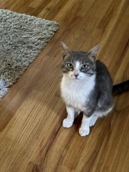 Found/Stray Male Cat last seen Powell and Freedom roads 16066, Cranberry Township, PA 16066