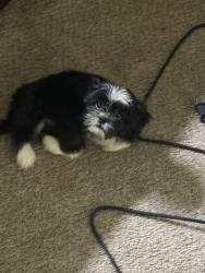 Reunited Female Dog last seen Southern Trace Crossing, Rockmart, GA 30153