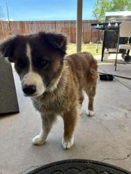 Found/Stray Male Dog last seen west side heb odessa tx, Odessa, TX 79764