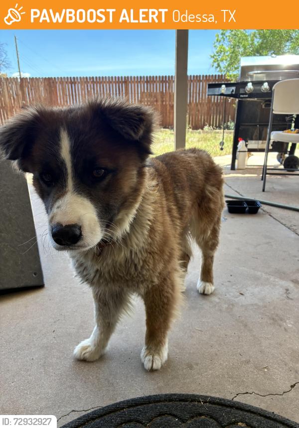 Found/Stray Male Dog last seen west side heb odessa tx, Odessa, TX 79764