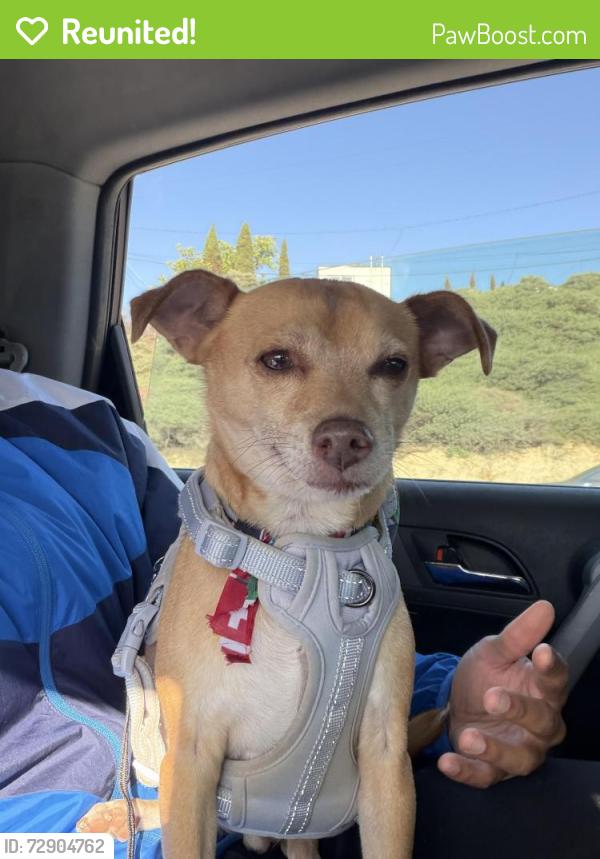 Reunited Male Dog last seen Near Benhurst Ave, San Diego, CA 92122