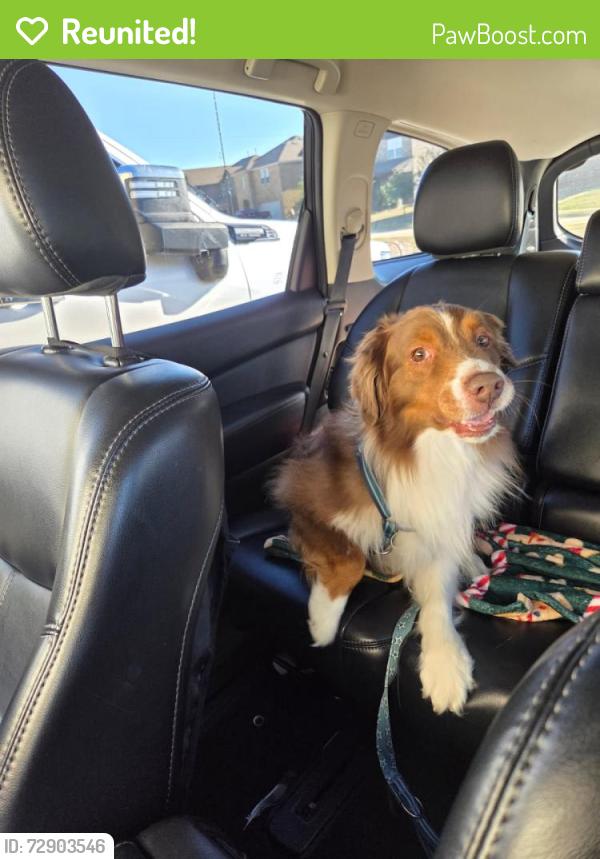 Reunited Male Dog last seen Greywood and Darnell, Mesquite, TX 75149