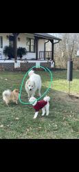 Reunited Female Dog last seen St Rt 37 and south county line road , Johnstown, OH 43031