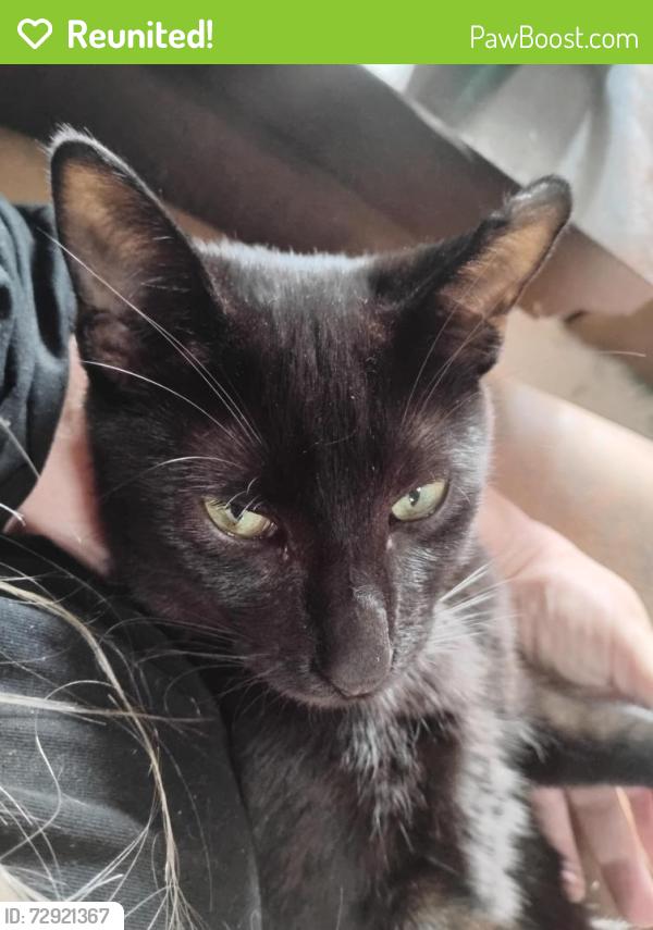 Reunited Male Cat last seen Westheimer rd , Houston, TX 77077