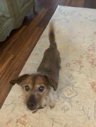 Found/Stray Male Dog last seen West Harry and Andover Rd, Andover, KS 67002