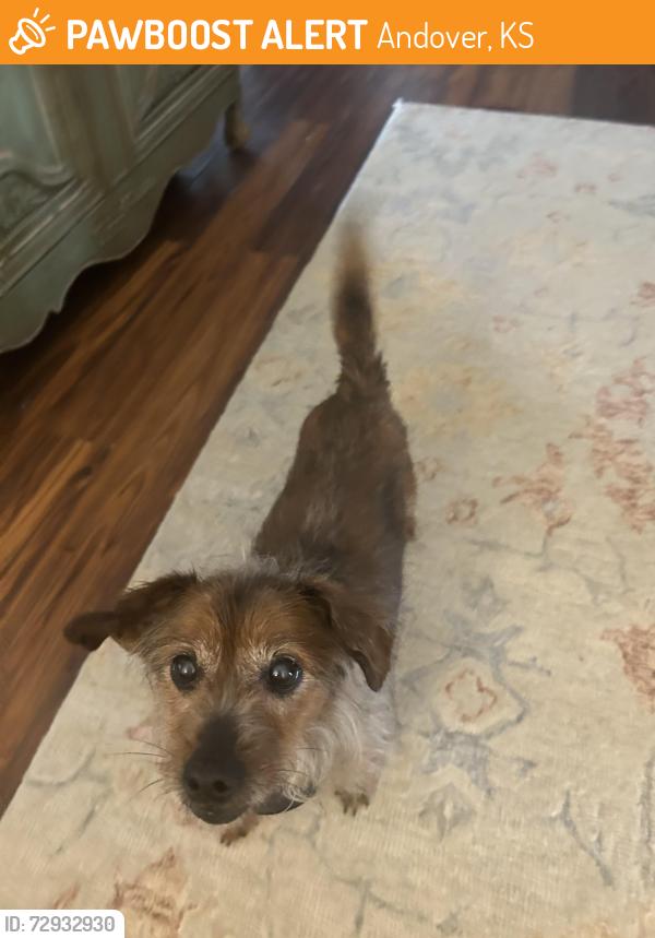 Found/Stray Male Dog last seen West Harry and Andover Rd, Andover, KS 67002
