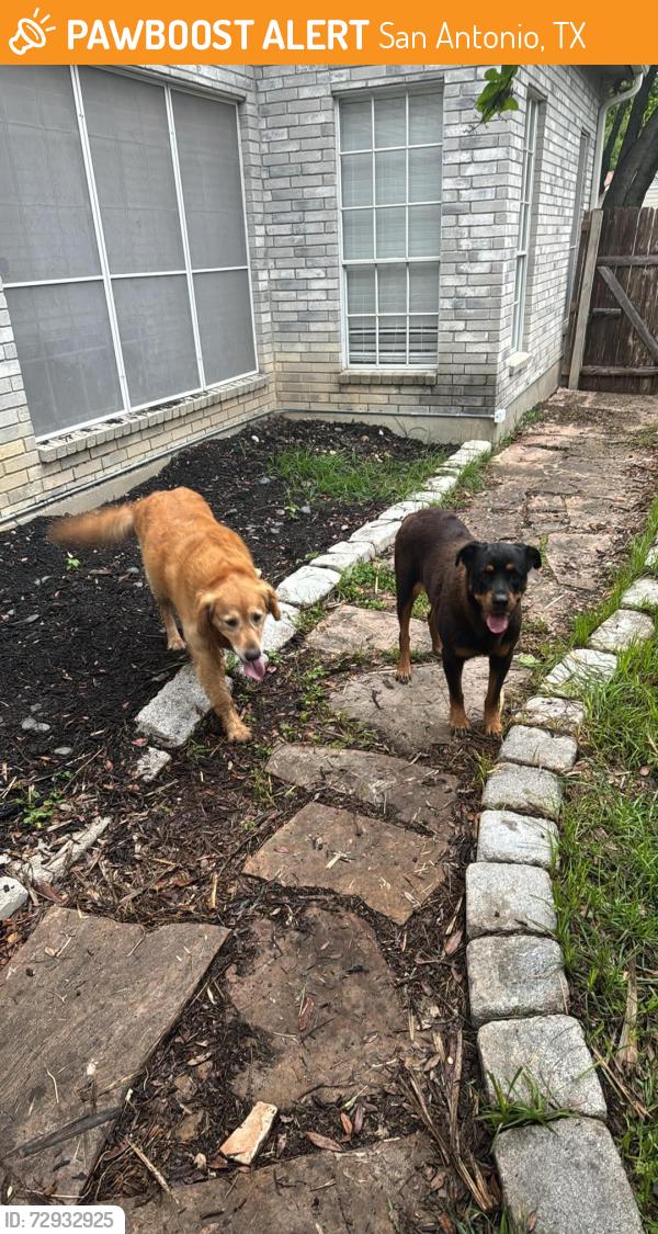 Found/Stray Unknown Dog last seen Spring creek , San Antonio, TX 78247