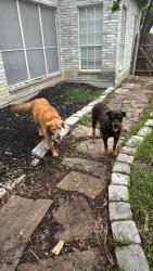 Found/Stray Unknown Dog last seen Spring creek , San Antonio, TX 78247