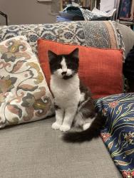 Reunited Female Cat last seen the mall n14 6ln , Greater London, England N14 6LN