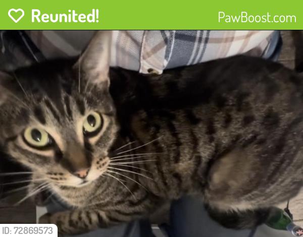 Reunited Male Cat last seen Royal Gardens, Houston, TX 77095