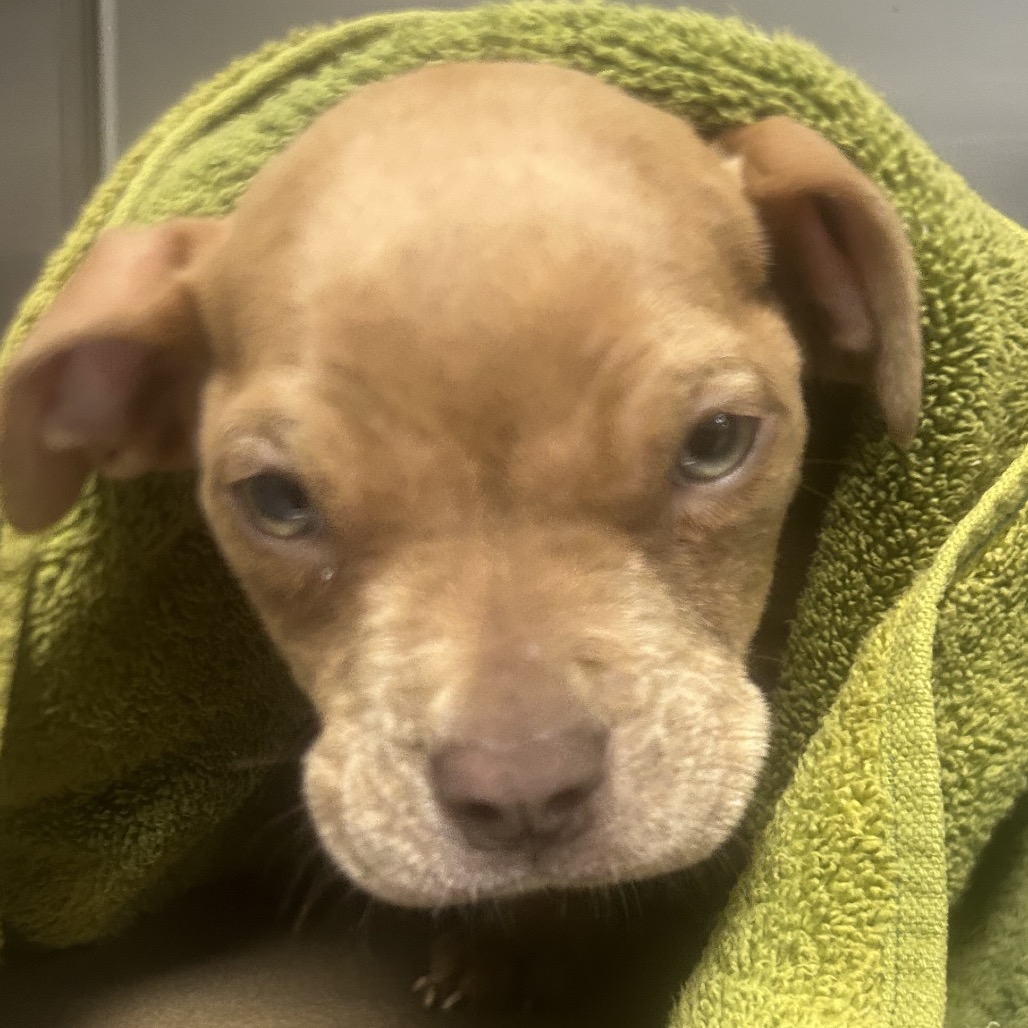 Shelter Stray Male Dog last seen , Greenville, SC 29609