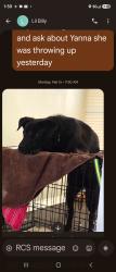 Lost Male Dog last seen German School Rd, Richmond, VA 23225