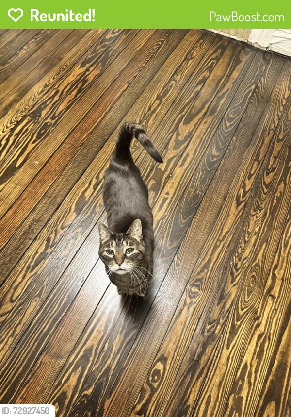 Reunited Male Cat last seen Lynncote, Tryon, NC 28782