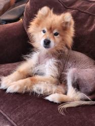 Reunited Male Dog last seen Outer drive meets grand river, Detroit, MI 48223