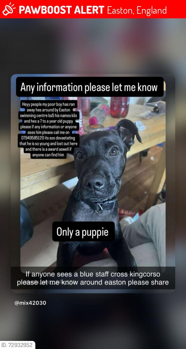 Lost Male Dog last seen Easton , Easton, England 