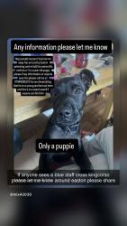 Lost Male Dog last seen Easton , Easton, England 