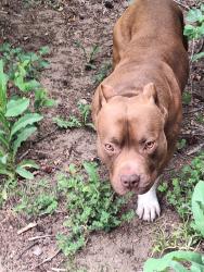 Found/Stray Male Dog last seen 4th and Lansing St, Aurora CO , Aurora, CO 80010