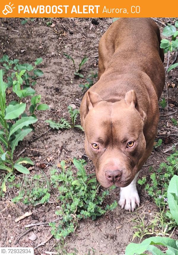 Found/Stray Male Dog last seen 4th and Lansing St, Aurora CO, Aurora, CO 80010