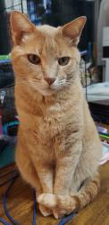 Lost Male Cat last seen SE 38th Hiawassee , Choctaw, OK 73150