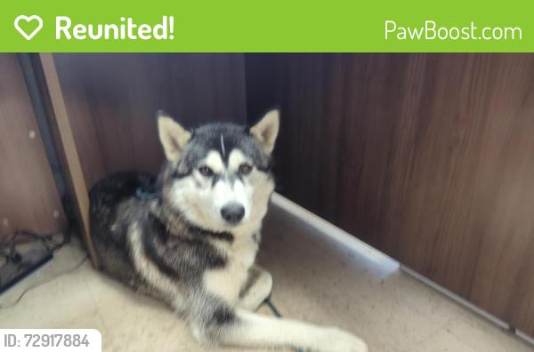 Reunited Female Dog last seen Smith Gardens , Aurora, OR 97002