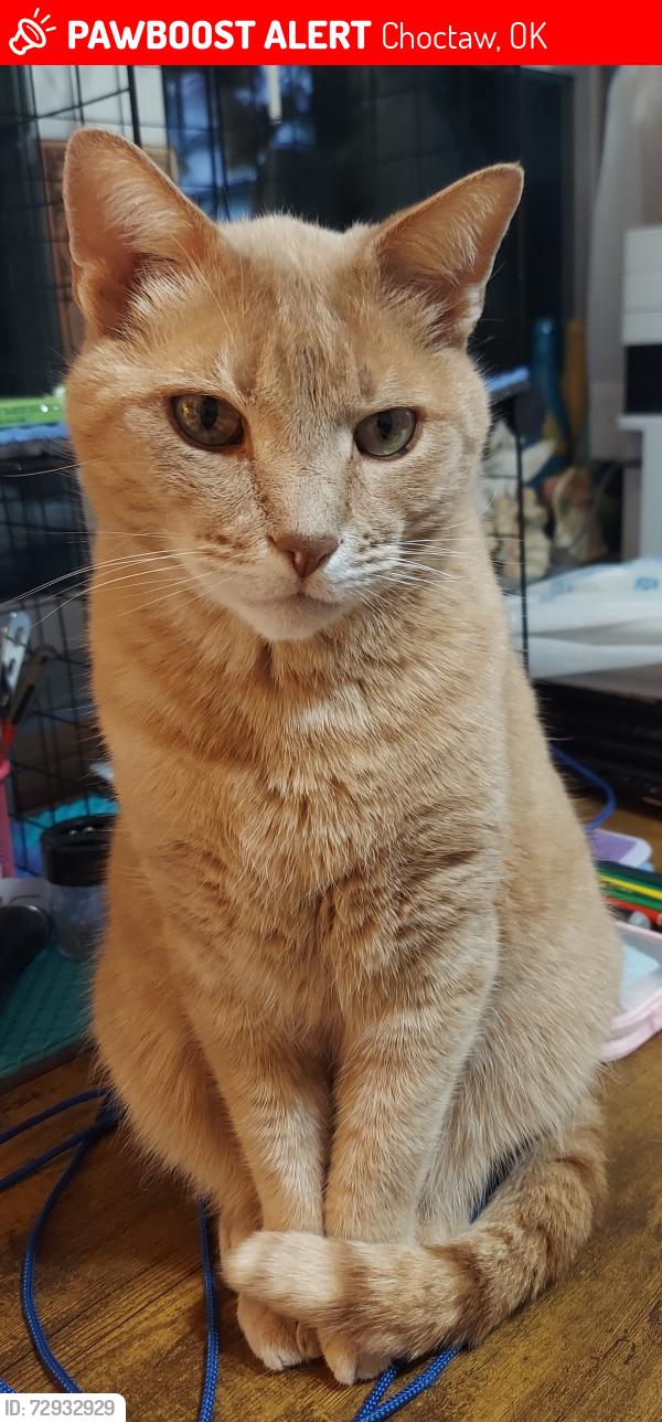 Lost Male Cat last seen SE 38th Hiawassee , Choctaw, OK 73150