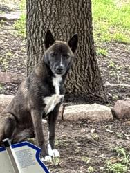 Found/Stray Unknown Dog last seen Mustang canyon/Dappler dr, San Antonio, TX 78244