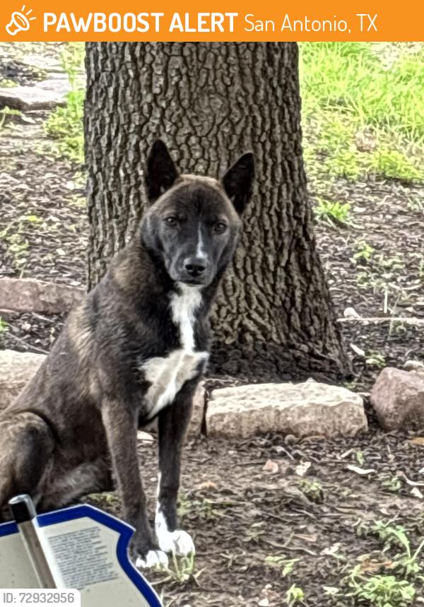 Found/Stray Unknown Dog last seen Mustang canyon/Dappler dr, San Antonio, TX 78244