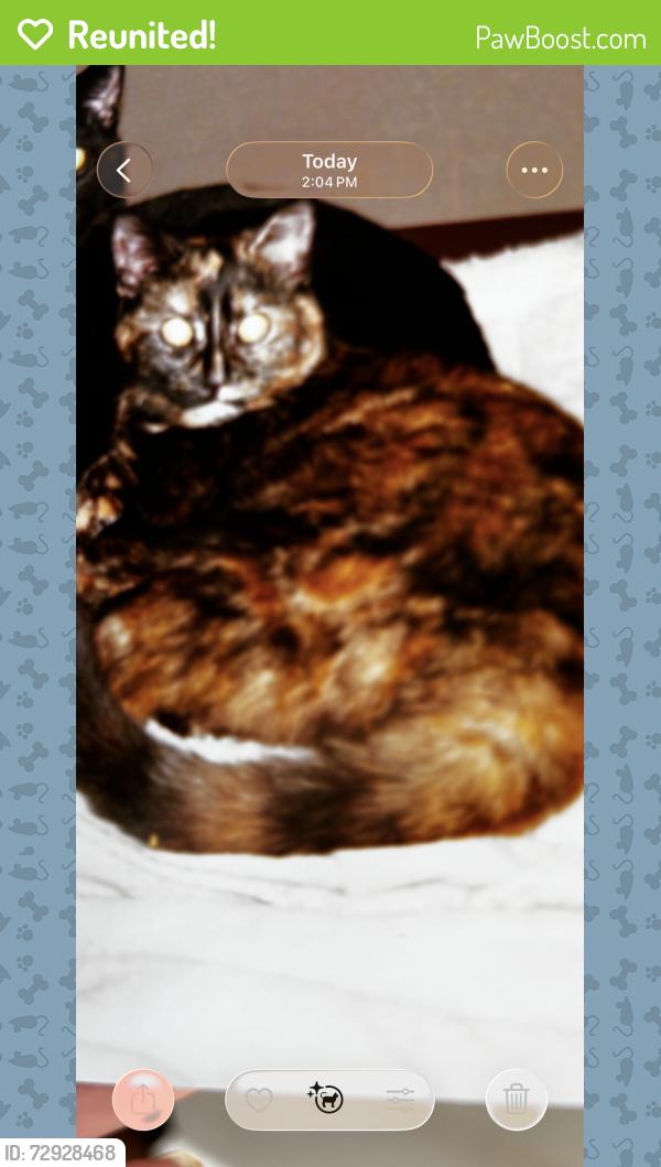 Reunited Female Cat last seen Oak Grove near Tremainsville Rd, Toledo, OH 43613