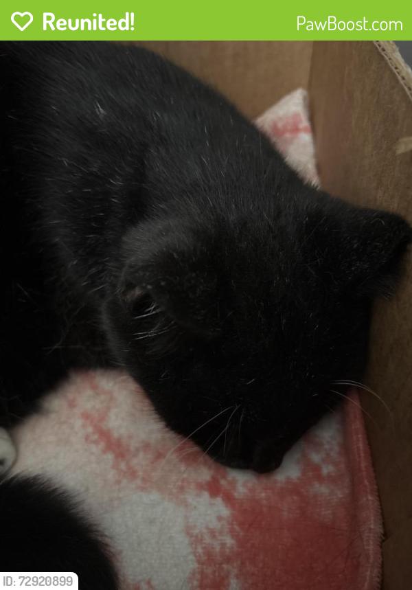 Reunited Male Cat last seen Gregory And Barcelona , Pensacola, FL 32502