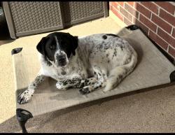 Reunited Male Dog last seen Matlock & Country Club, Mansfield, TX 76063