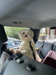 Reunited Male Dog last seen SE Misty Drive/SE 157th Ave, Happy Valley, OR 97086