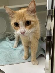 Shelter Stray Female Cat last seen Midwest City, Oklahoma City, OK 73110