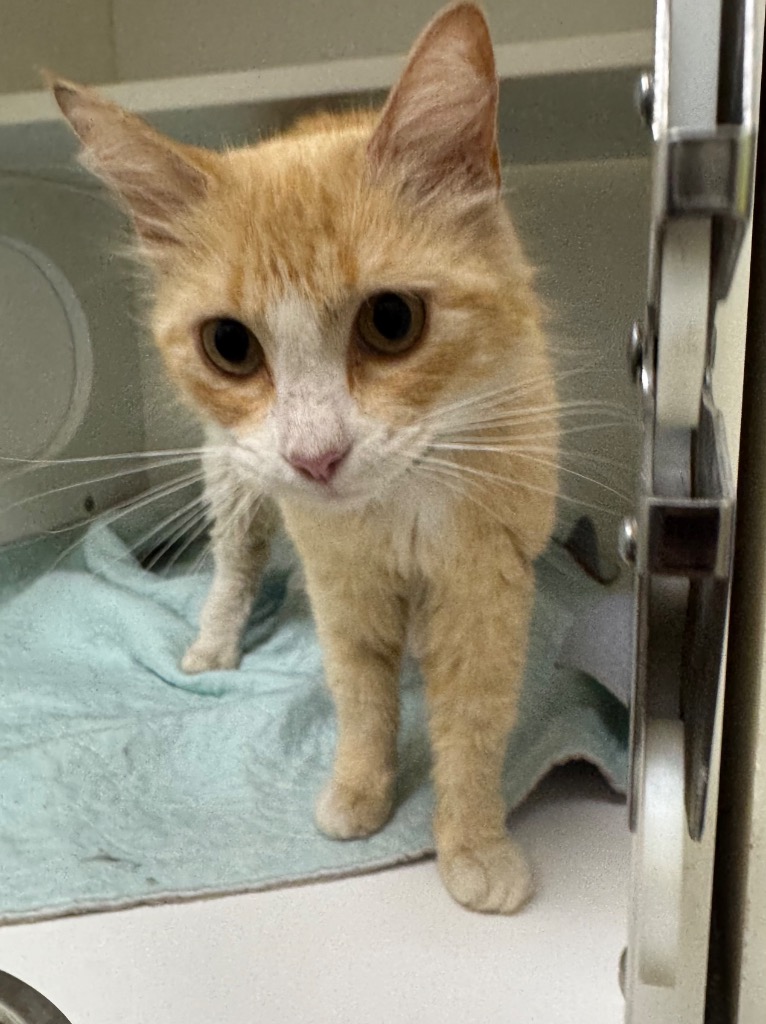 Shelter Stray Female Cat last seen Midwest City, Oklahoma City, OK 73110