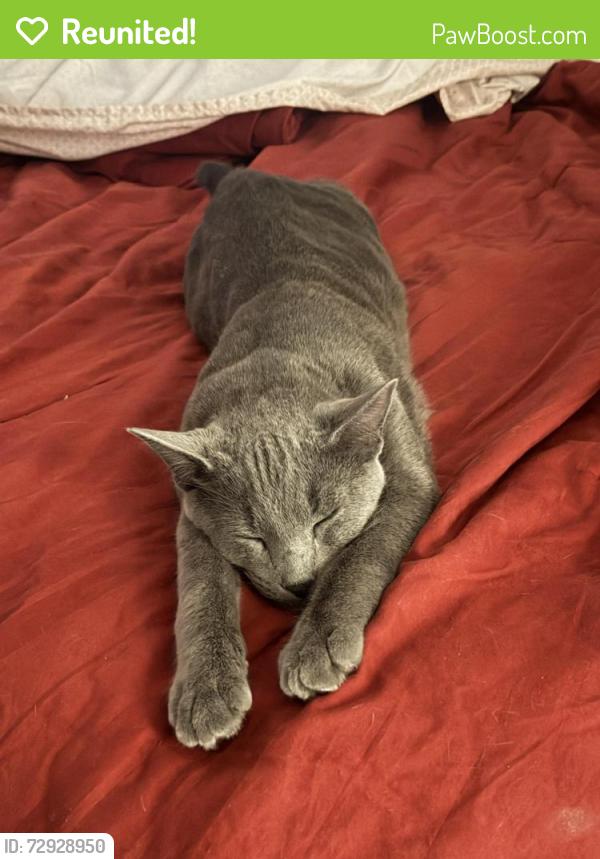 Reunited Male Cat last seen Between Goose Marsh home and 880 Gilbert Rd, Bolivia, NC 28422
